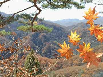波宝应用免费下和孙宇晨 生日
